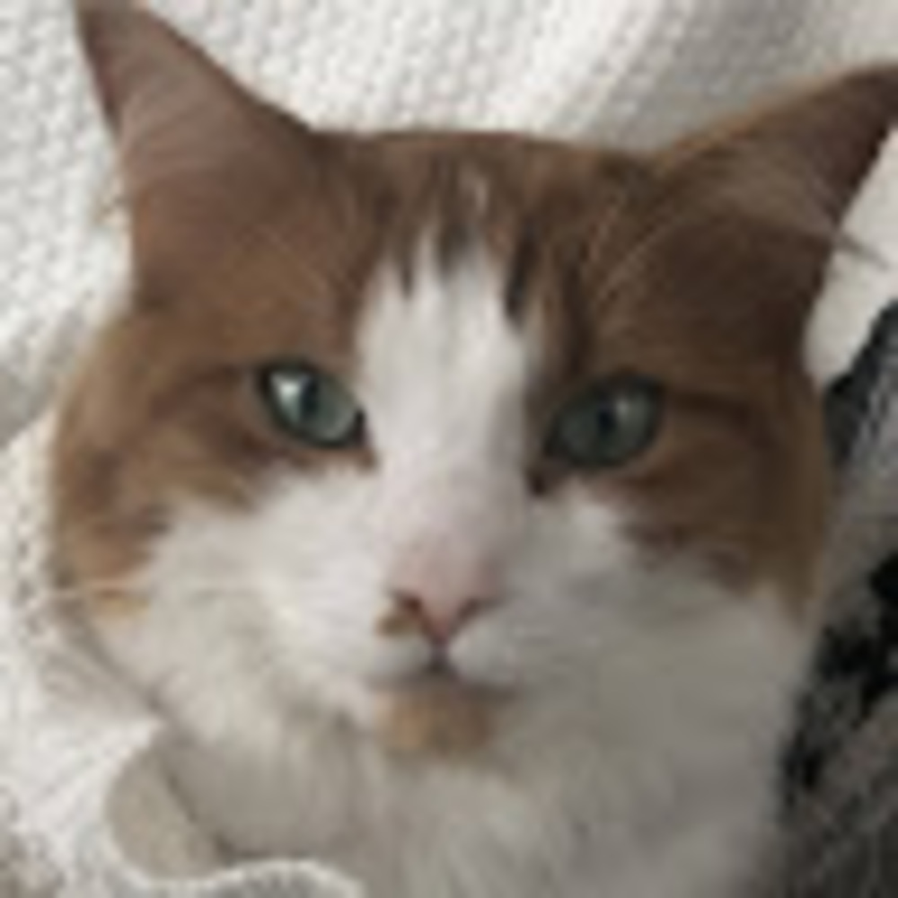 Meet your Posher, Ella